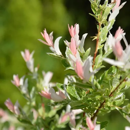 Gesia Sielanka Holiday home *