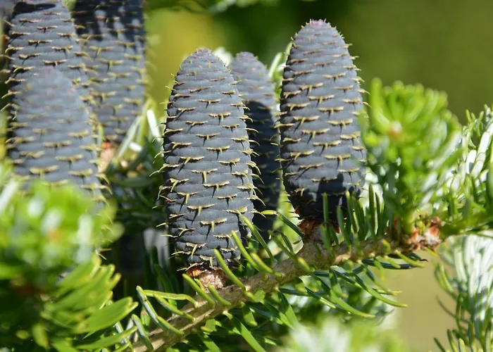 Дом отдыха Gesia Sielanka Олецко